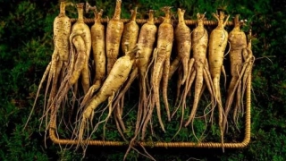 Nhân sâm người Việt - Sâm bố chính